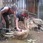 Fernhill YR Camp JUL2011 Sheep Shearing