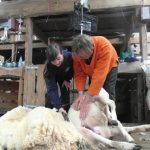 Sheep Shearing with Andrew Wear