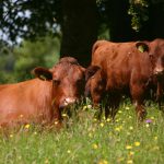 Cow and Calf in Meadow Copyright Kate Lawrence Somerset Wildlife Trust