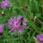 Six Spot Burnet - A Day Flying Moth