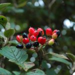 Berries