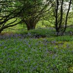 Black down Bluebell Wood 5