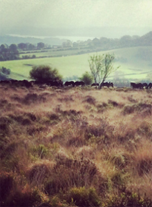 Mendip Hills