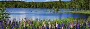 Scandinavian summer landscape - Mendip Leaflet