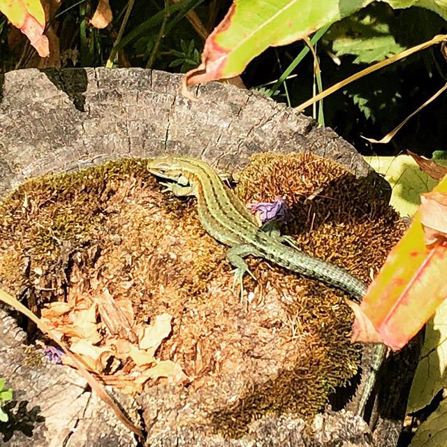 Lizard on Rock