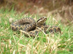 Adder Mendips AONB
