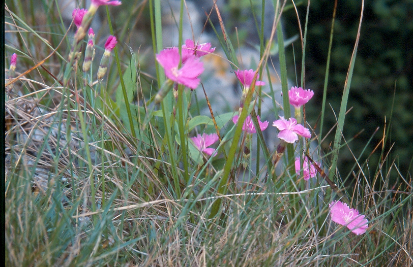 Cheddar Pink, Mendip Hills AONB