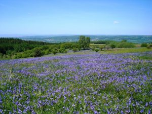 bluebells