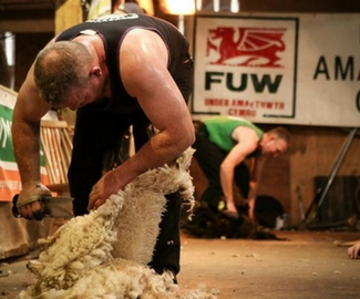British Blade Shearing Record Set on the Mendip Hills