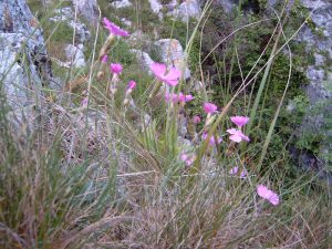 Cheddar Pink rare flower