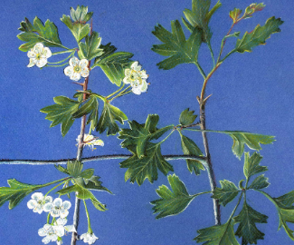 Local artist helping raise money for the Mendip Hills Fund