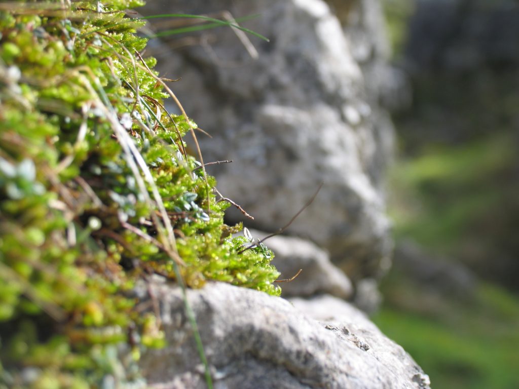 Nature Recovery to be the focus of November’s Partnership Meeting