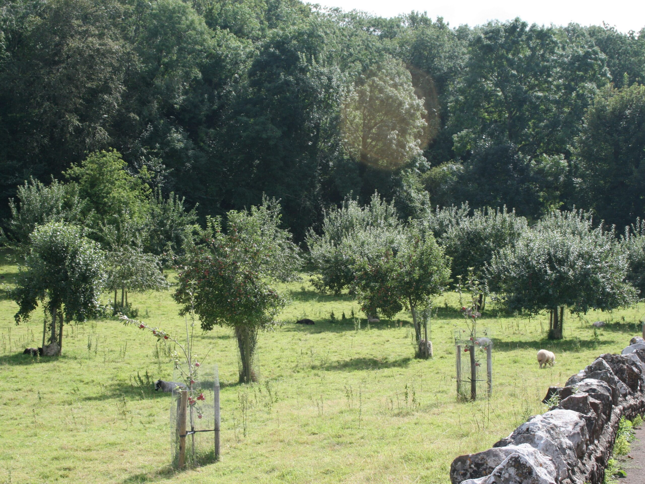 Image of apple tress planted in Rickford Orchard