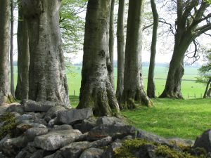 Pelting Drove - Mendips AONB