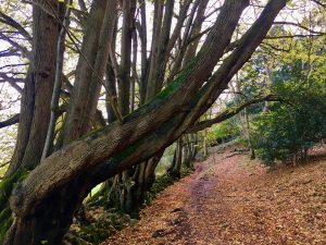 Kings Wood - Mendips