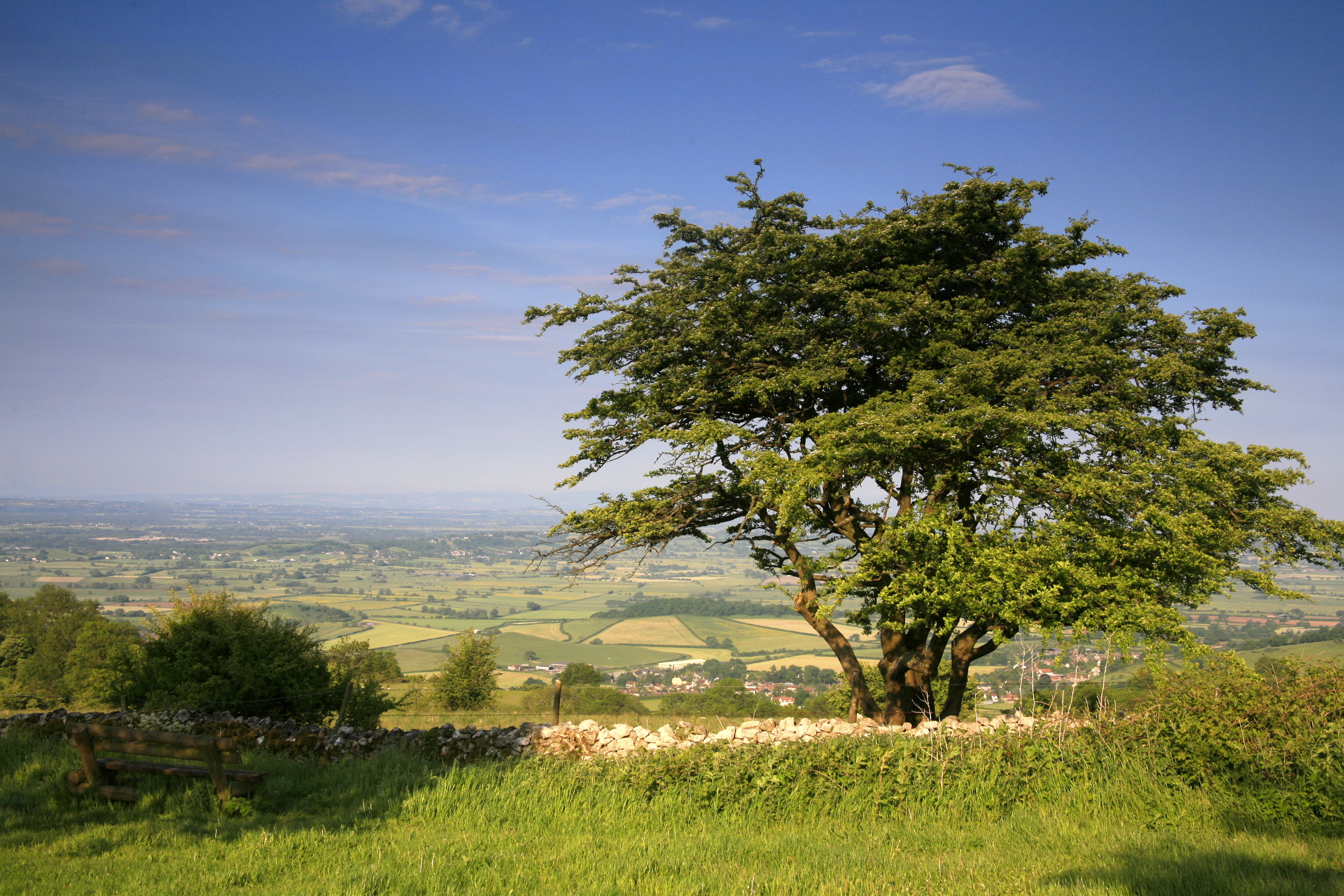 Tree in field - Mendips AONB