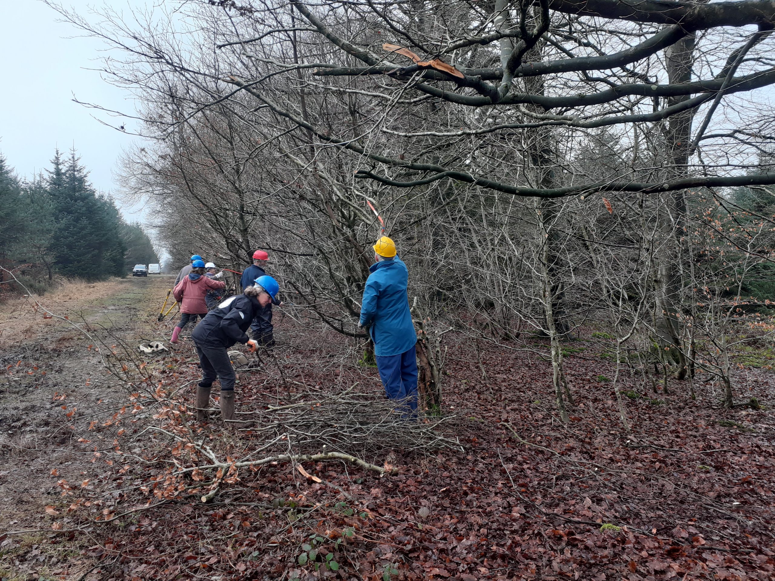 Volunteers pruning trees