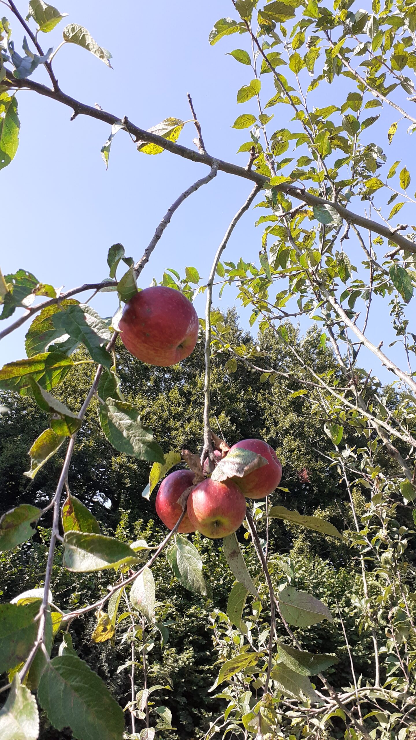 Apples