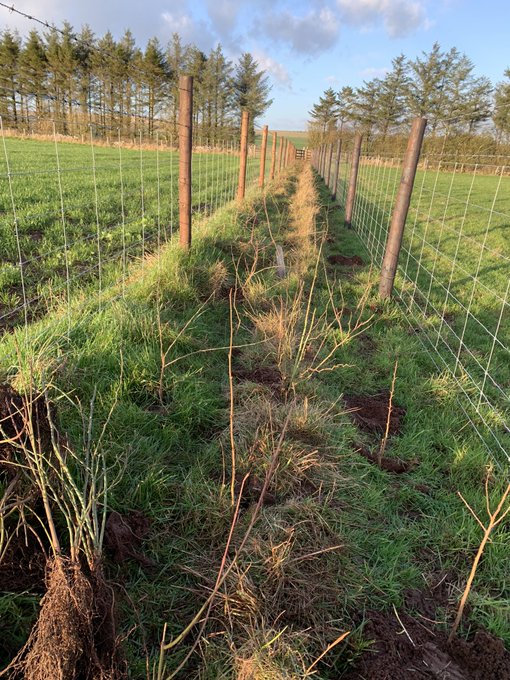 newly planted hedgerow