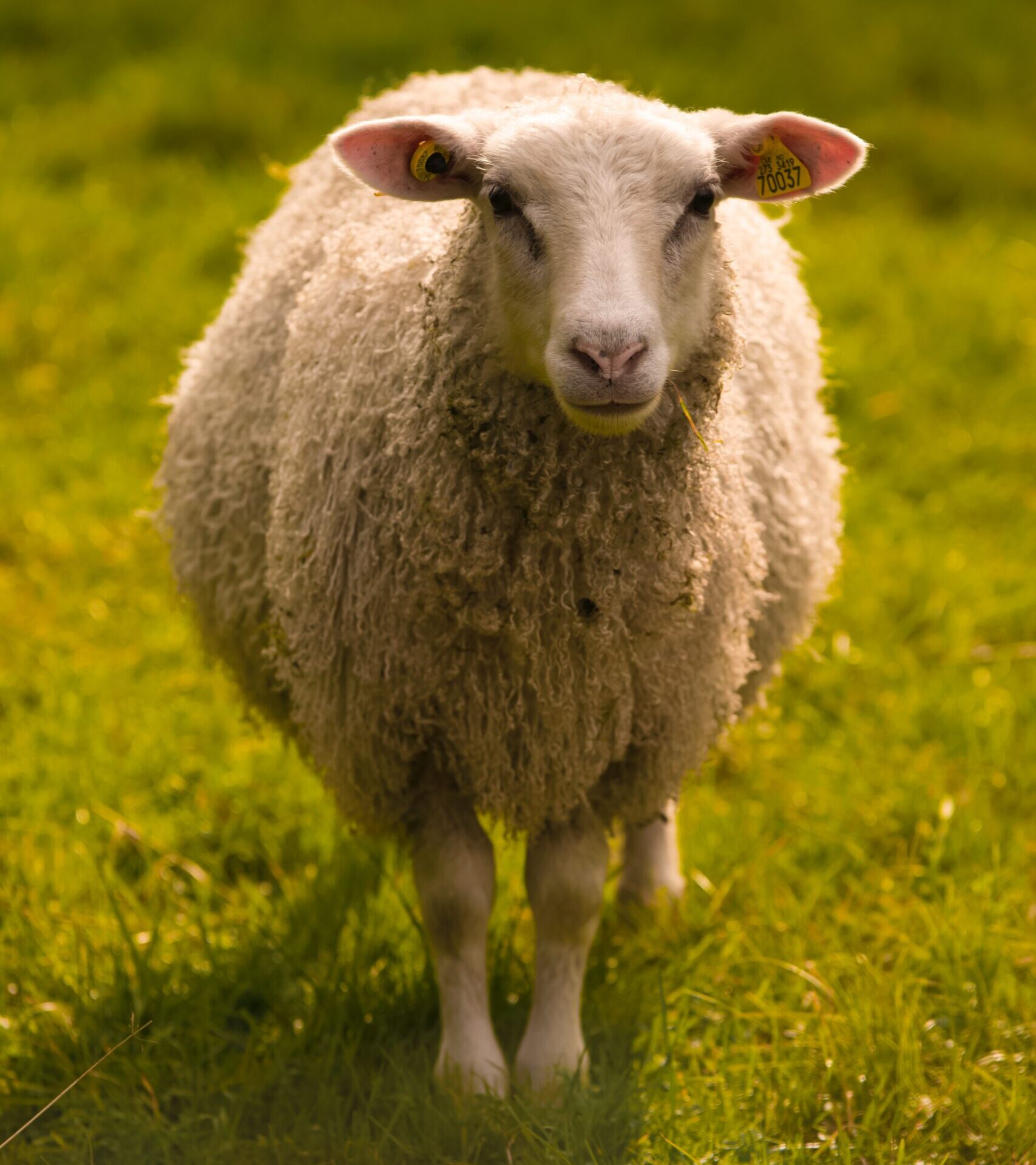 a sheep