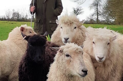 Dog Walkers can help Nature Recover on the Mendip Hills