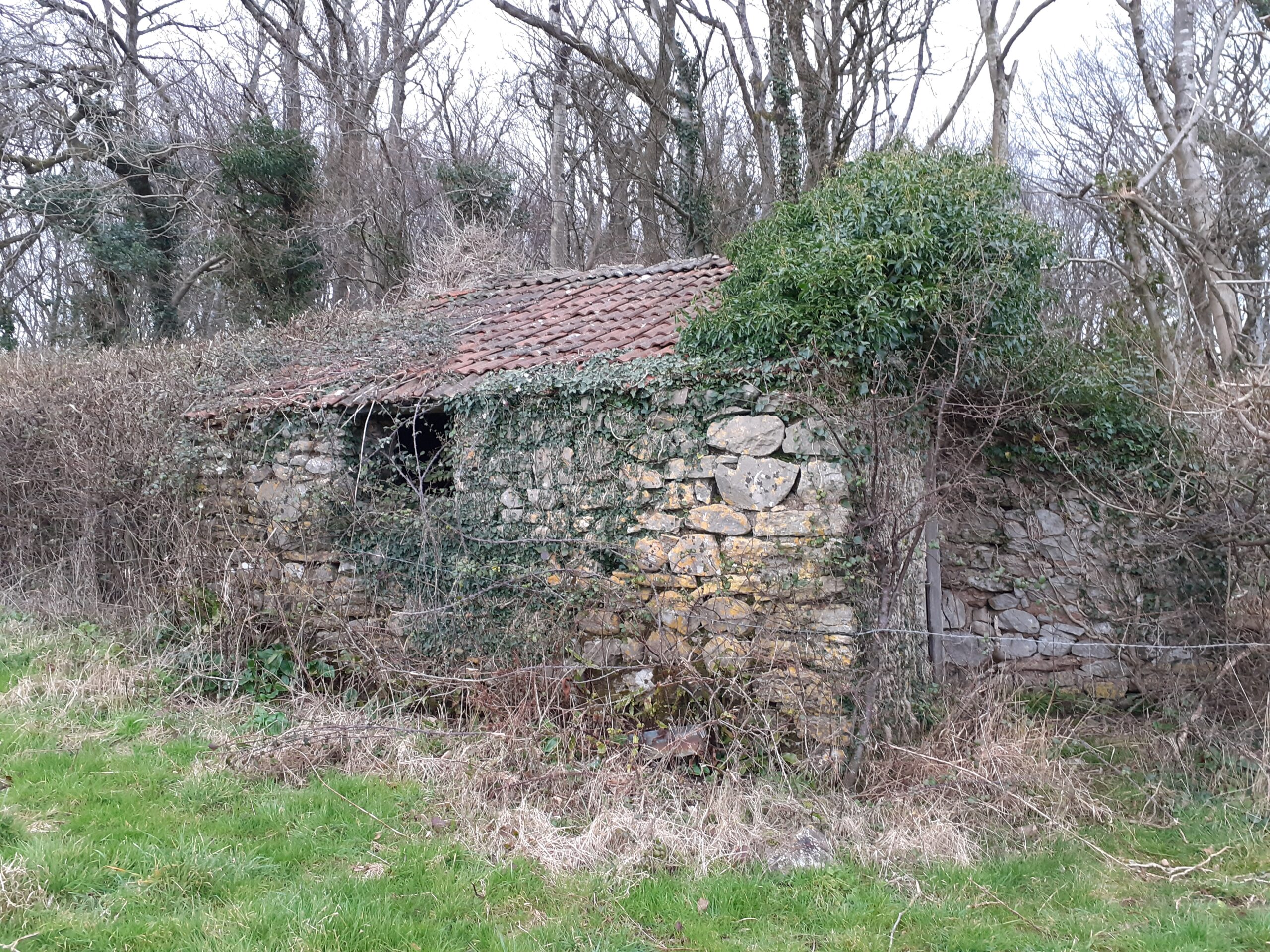 ruined stone building covered in bramble