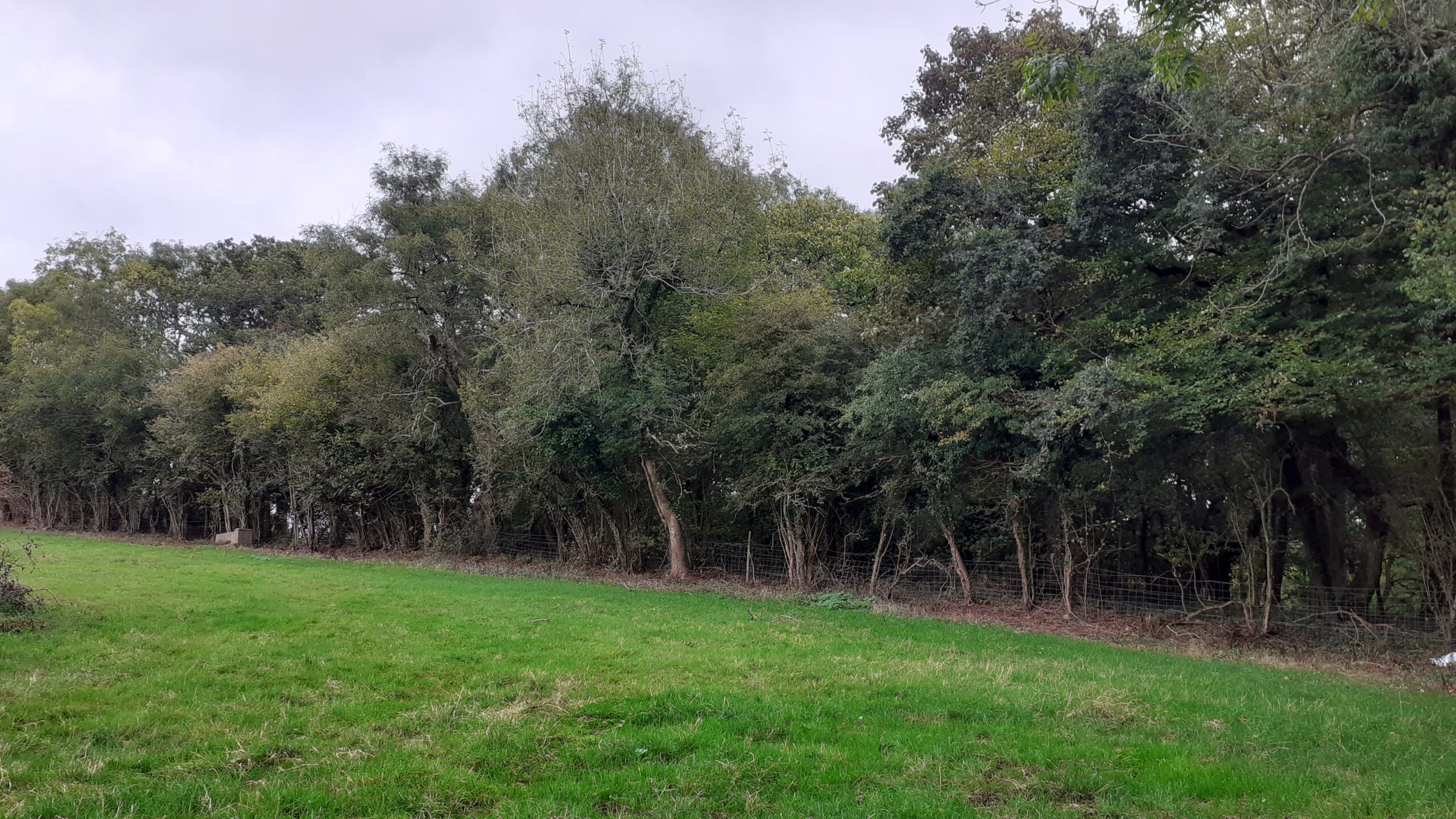 woodland field boundary