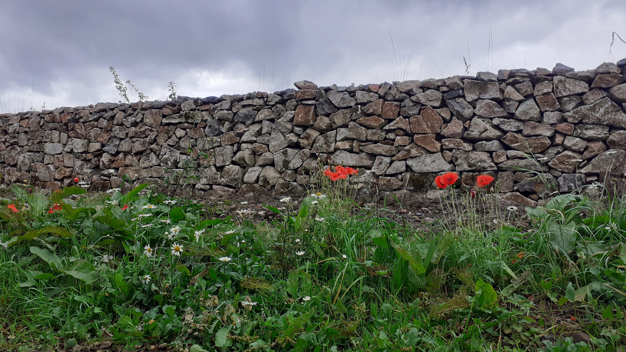 drystone wall with wildflowers