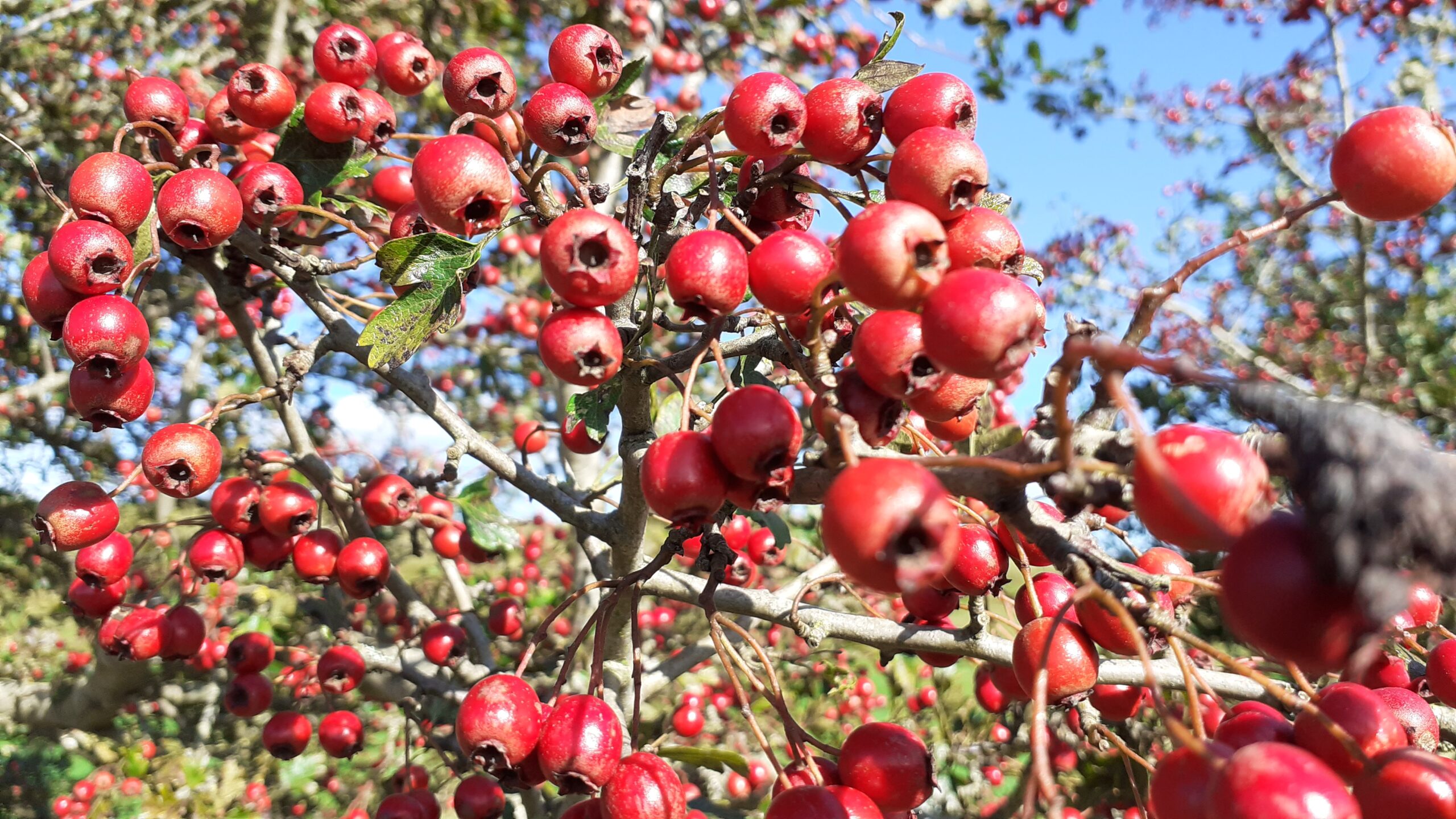 hawthorn
