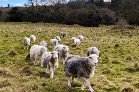 Grants for Farmers in the Mendip Hills Renewed for Another Year